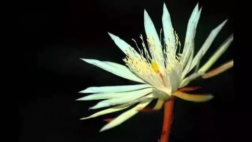 世界十大罕见花卉,世界名贵花卉高清大图