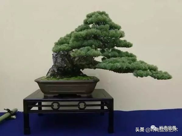 榆树盆景何时修剪最好,盆景怎样修剪最好看