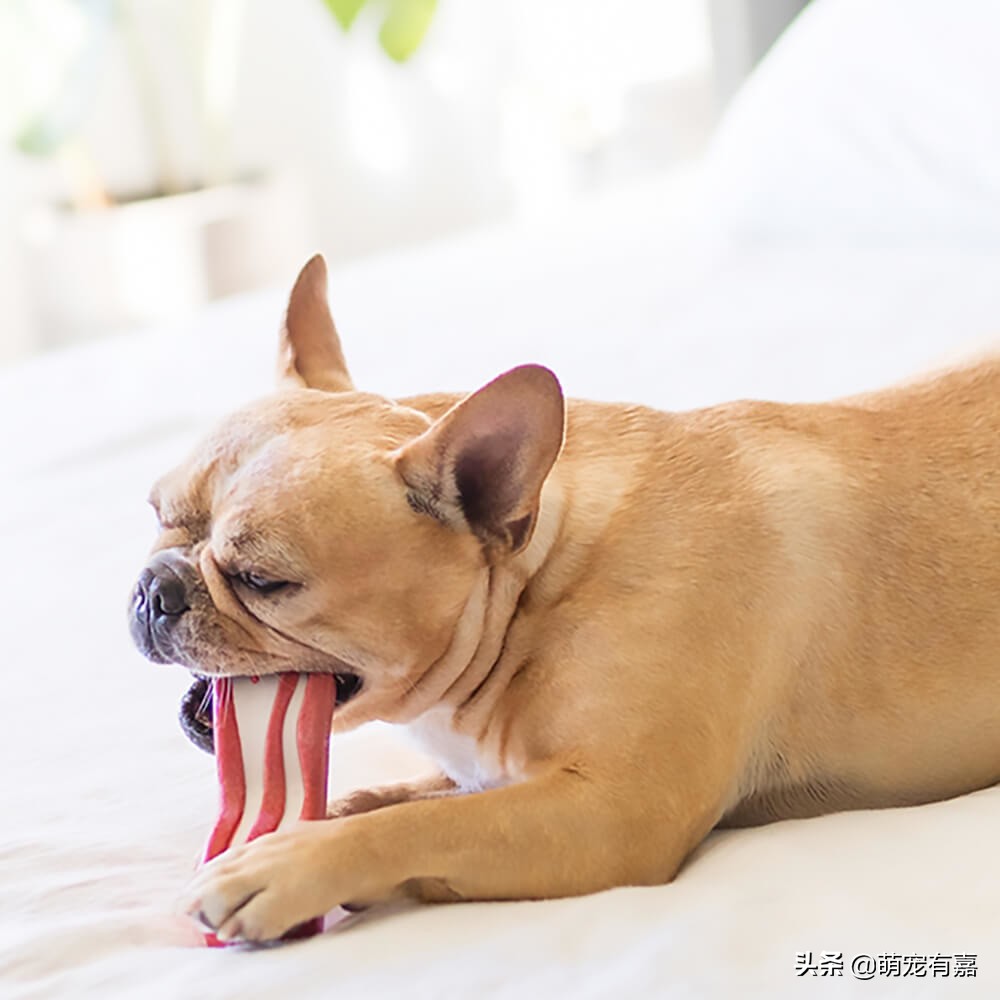宠物洁牙粉能清洗牙齿吗,宠物超声波洁牙会伤害牙齿吗