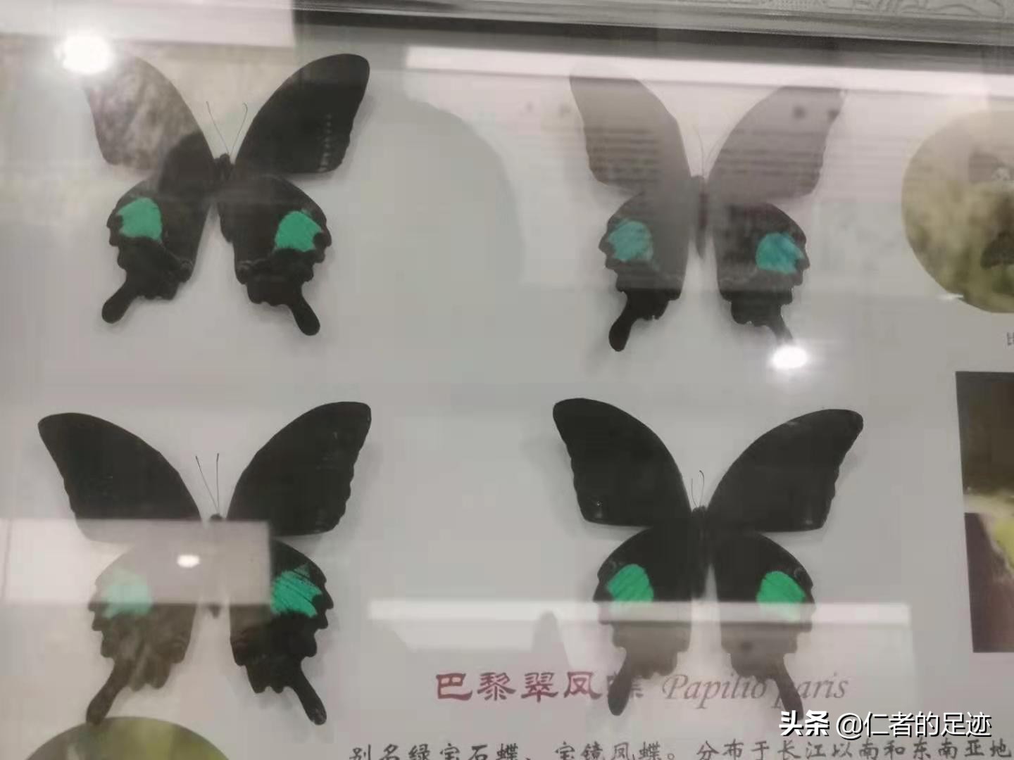 蝴蝶精灵图片,美丽的精灵大全